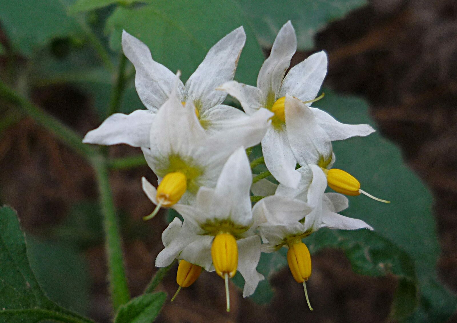 High Resolution Solanum douglasii Flower